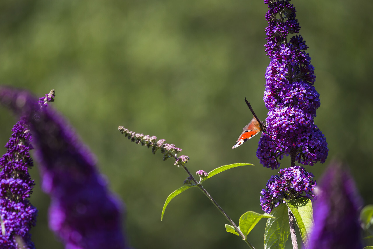 vanessa atalanta butterfly on lilac