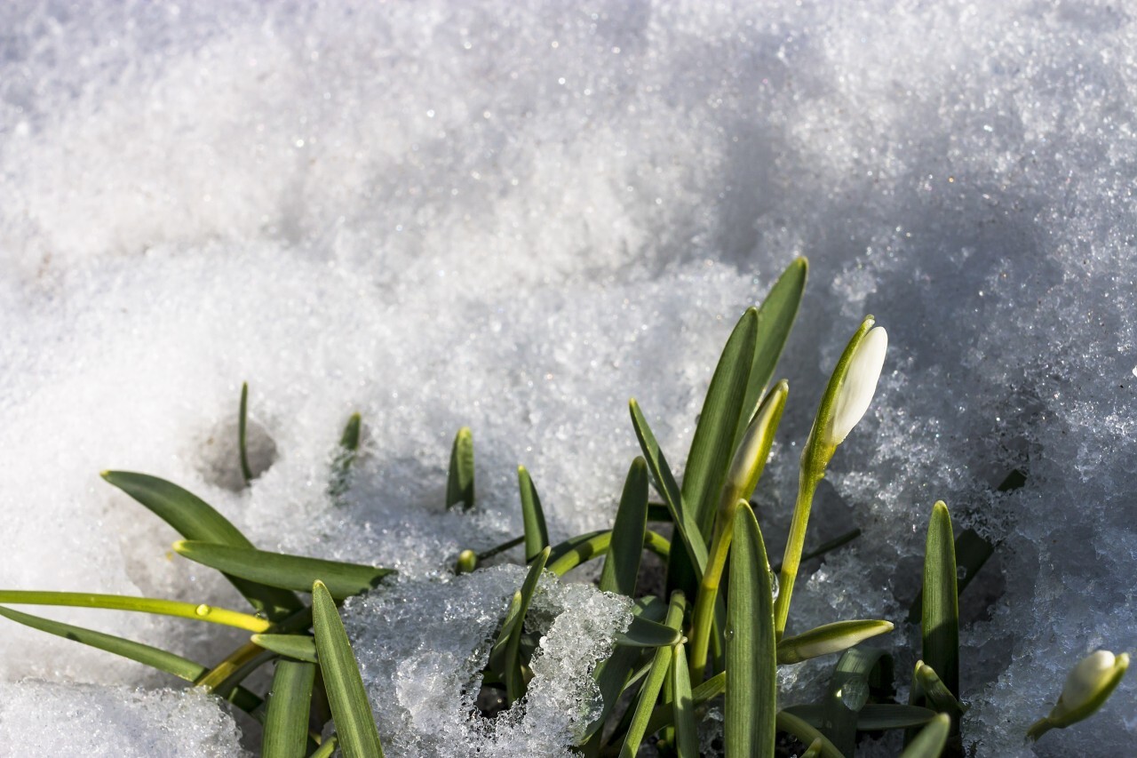 spring blossom snowdrop flower surrounded by snow