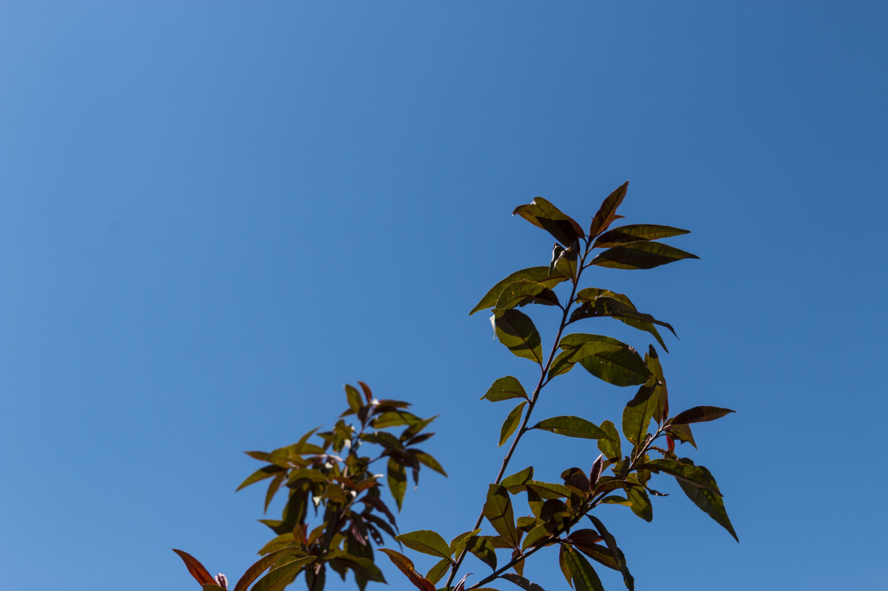 peach tree leaves