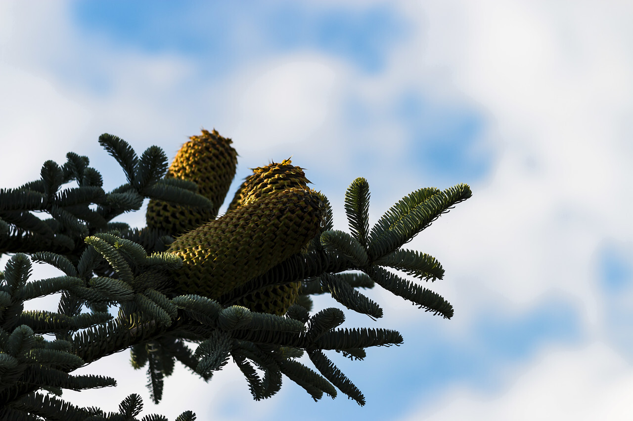 fir with big pine cones