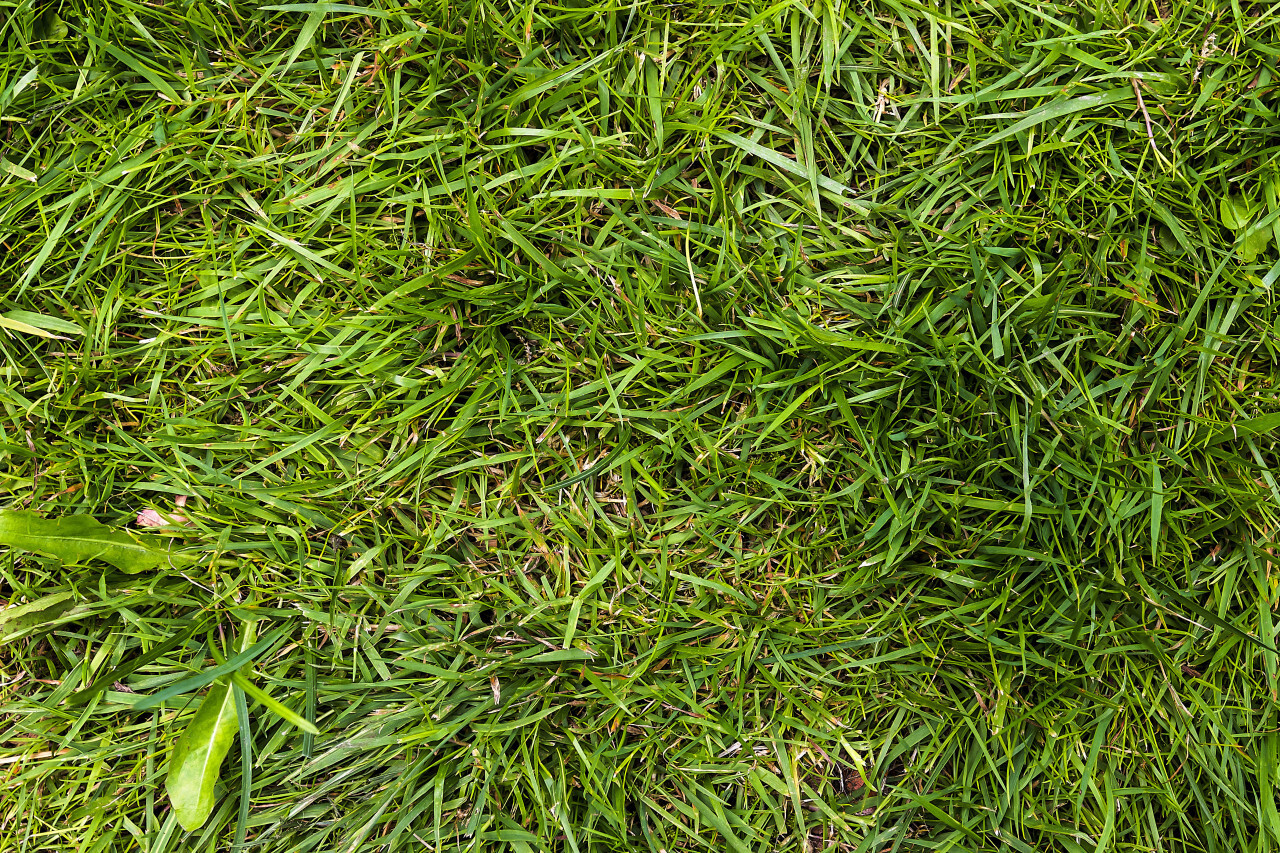 grass texture