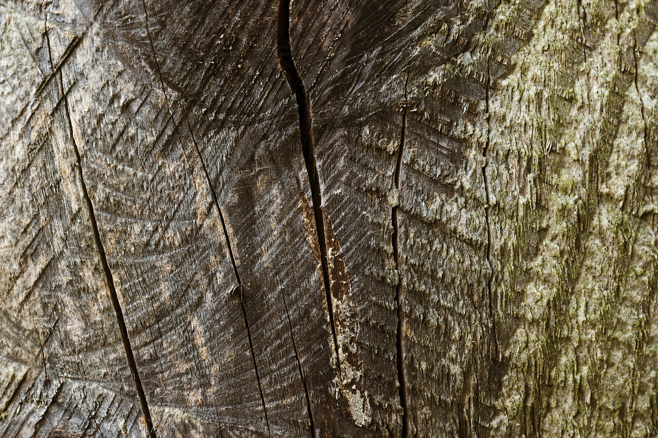 greenish brownish wood grain texture