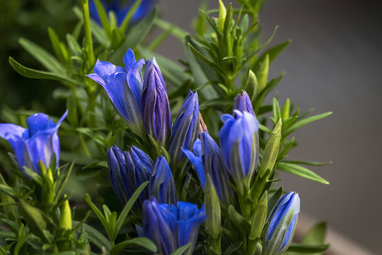 blue gentian