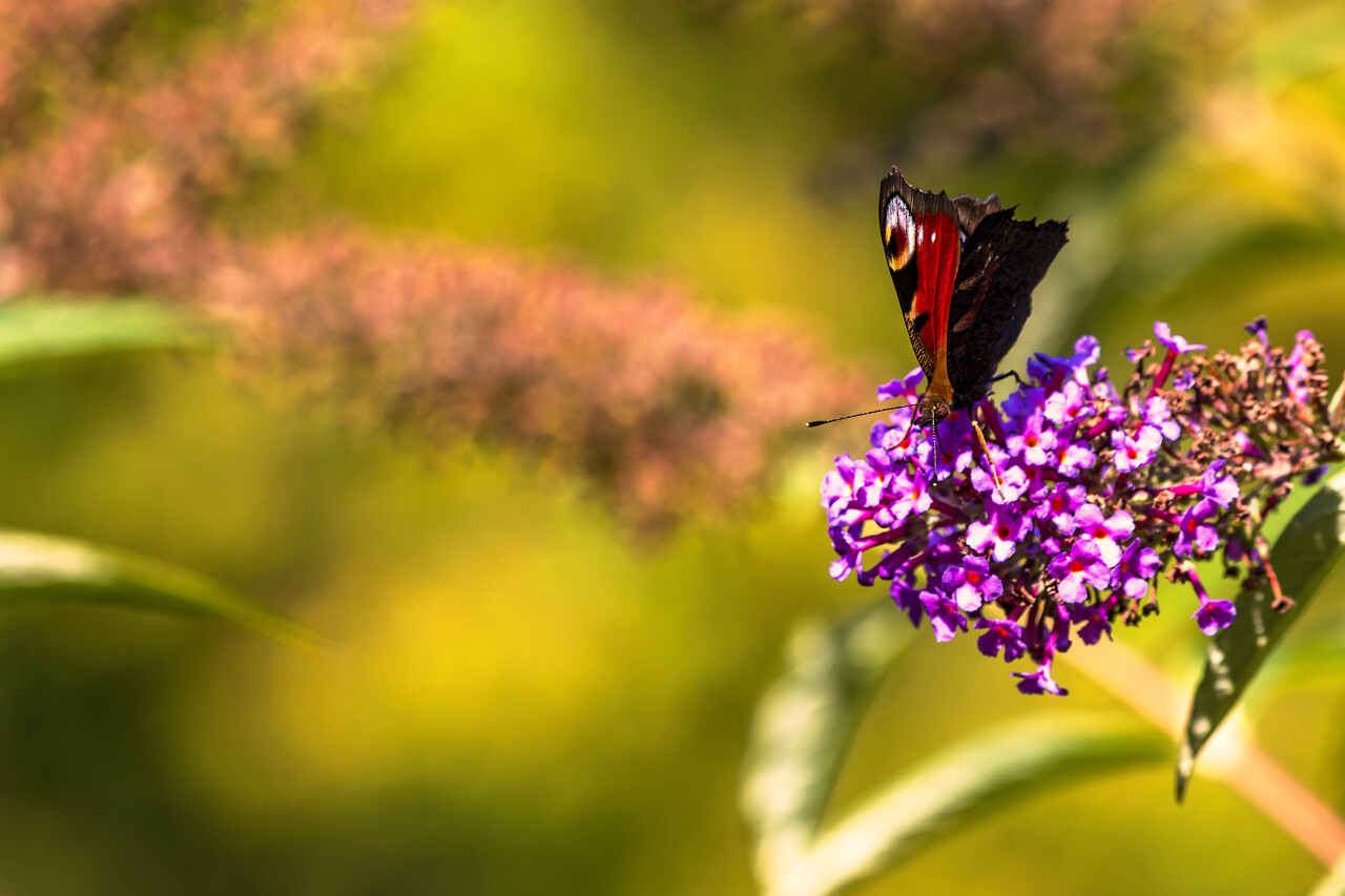 butterfly on lilac