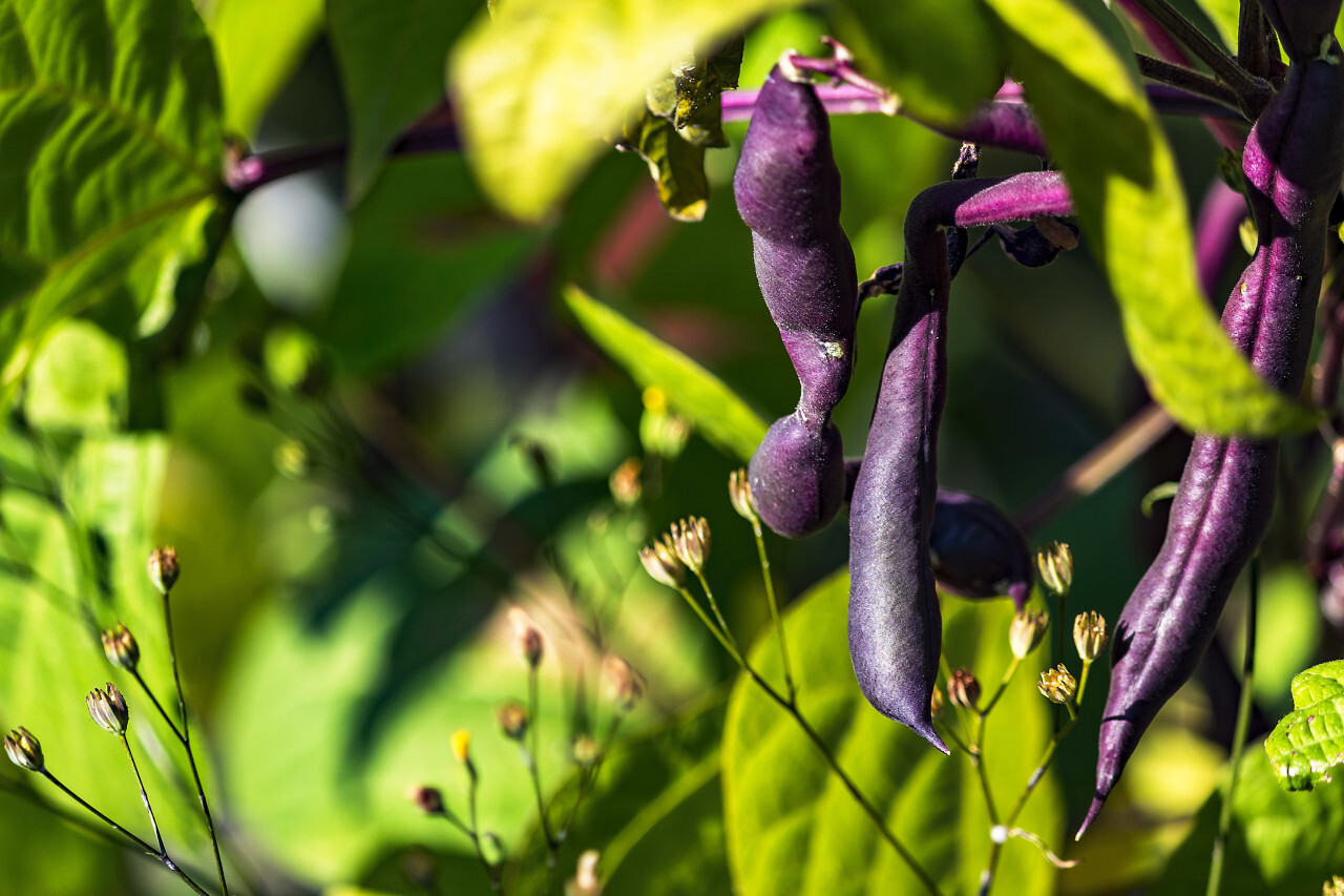 common beans plant in the organic garden