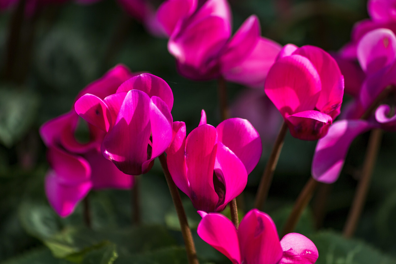 Blooming cyclamen pink flowers