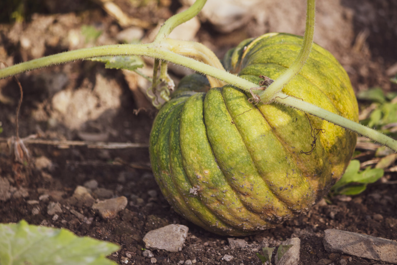 unripe pumpkin on a field