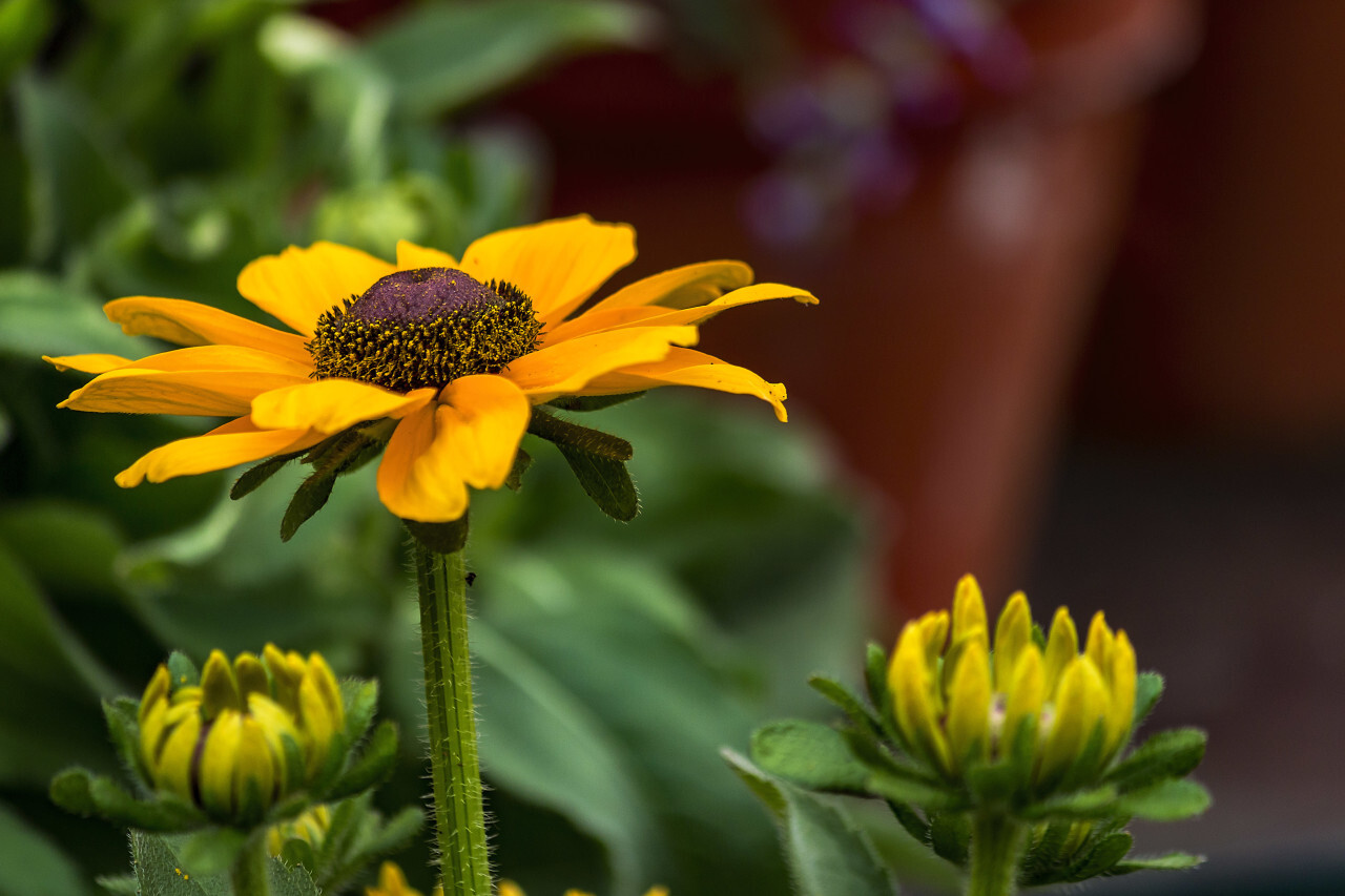 yellow rudbeckia