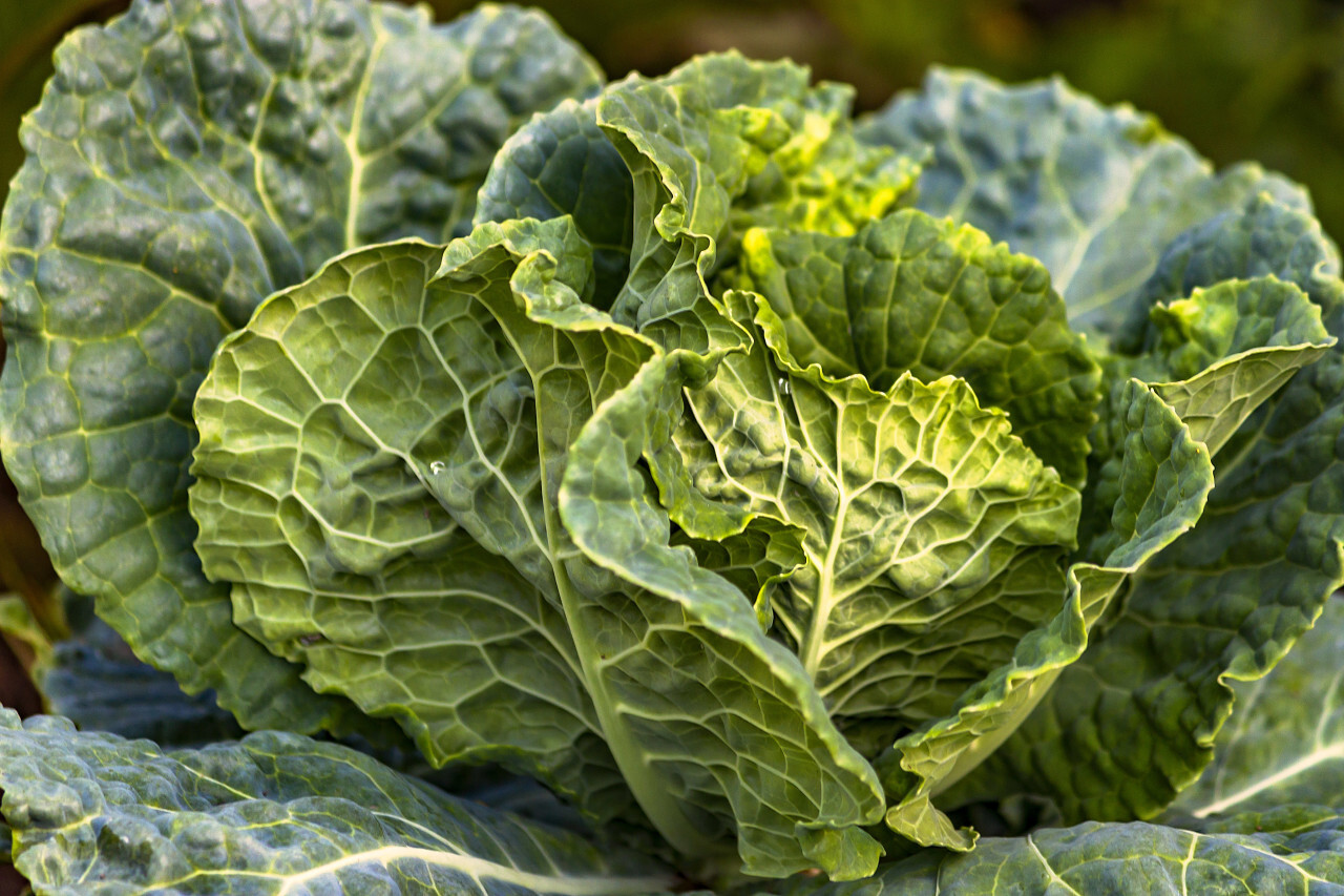 Savoy cabbage growing on the field