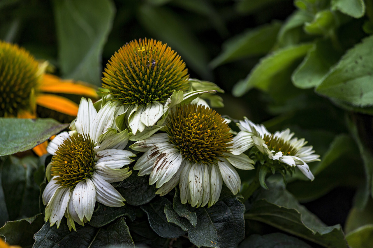 Group of white flowering Echinaceas