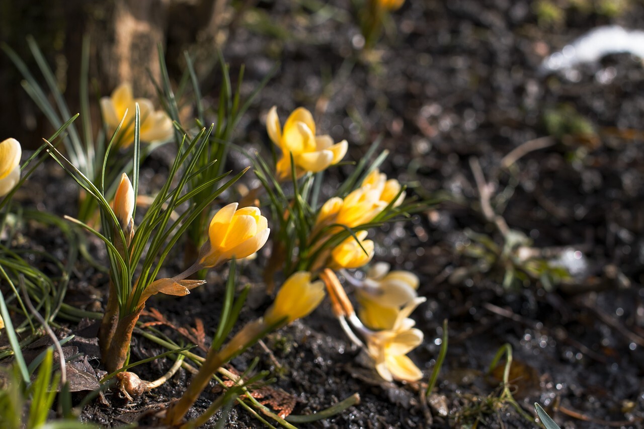 tiny yellow spring flowers