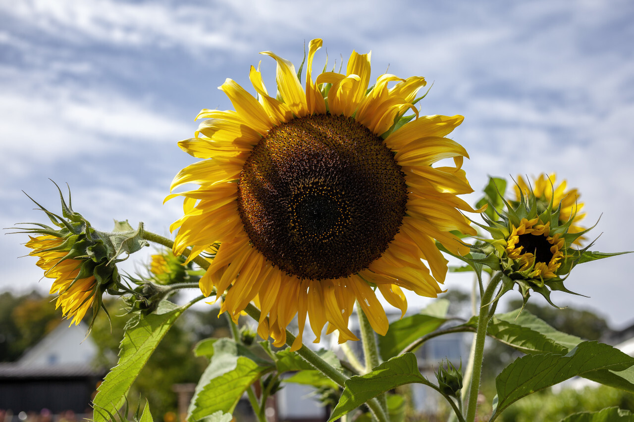 sunflower