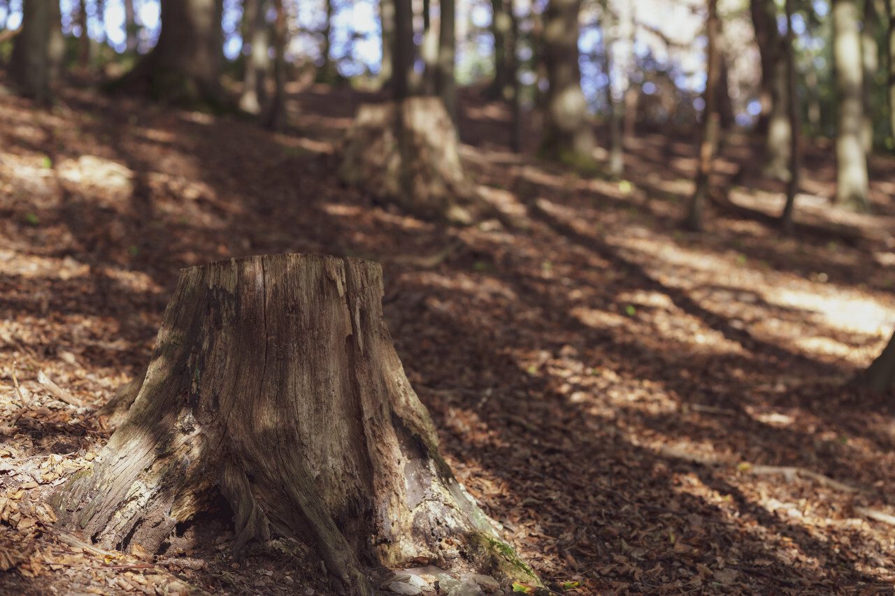 tree stump in german forest