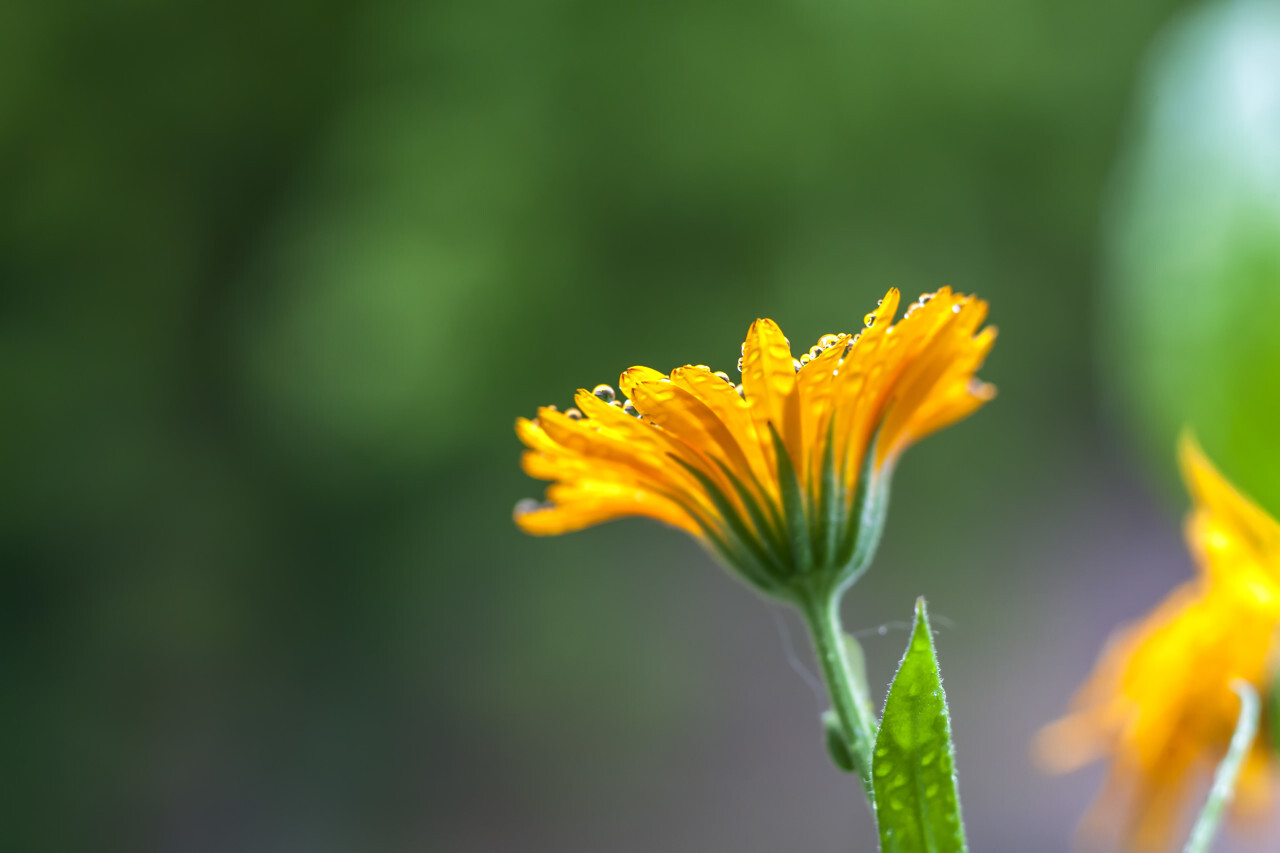 raindrops on a yellow daisy flower