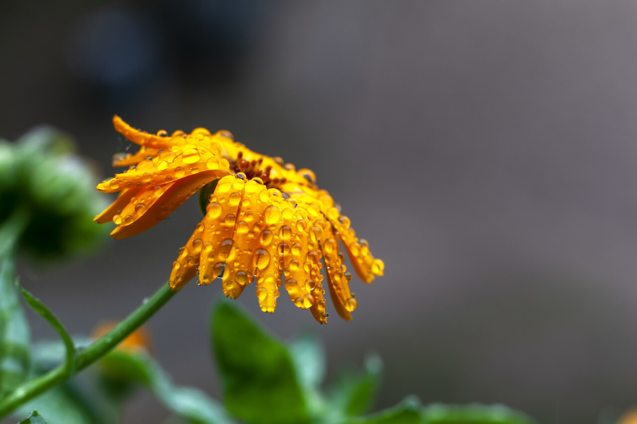 thousands of dew drops on a yellow daisy flower