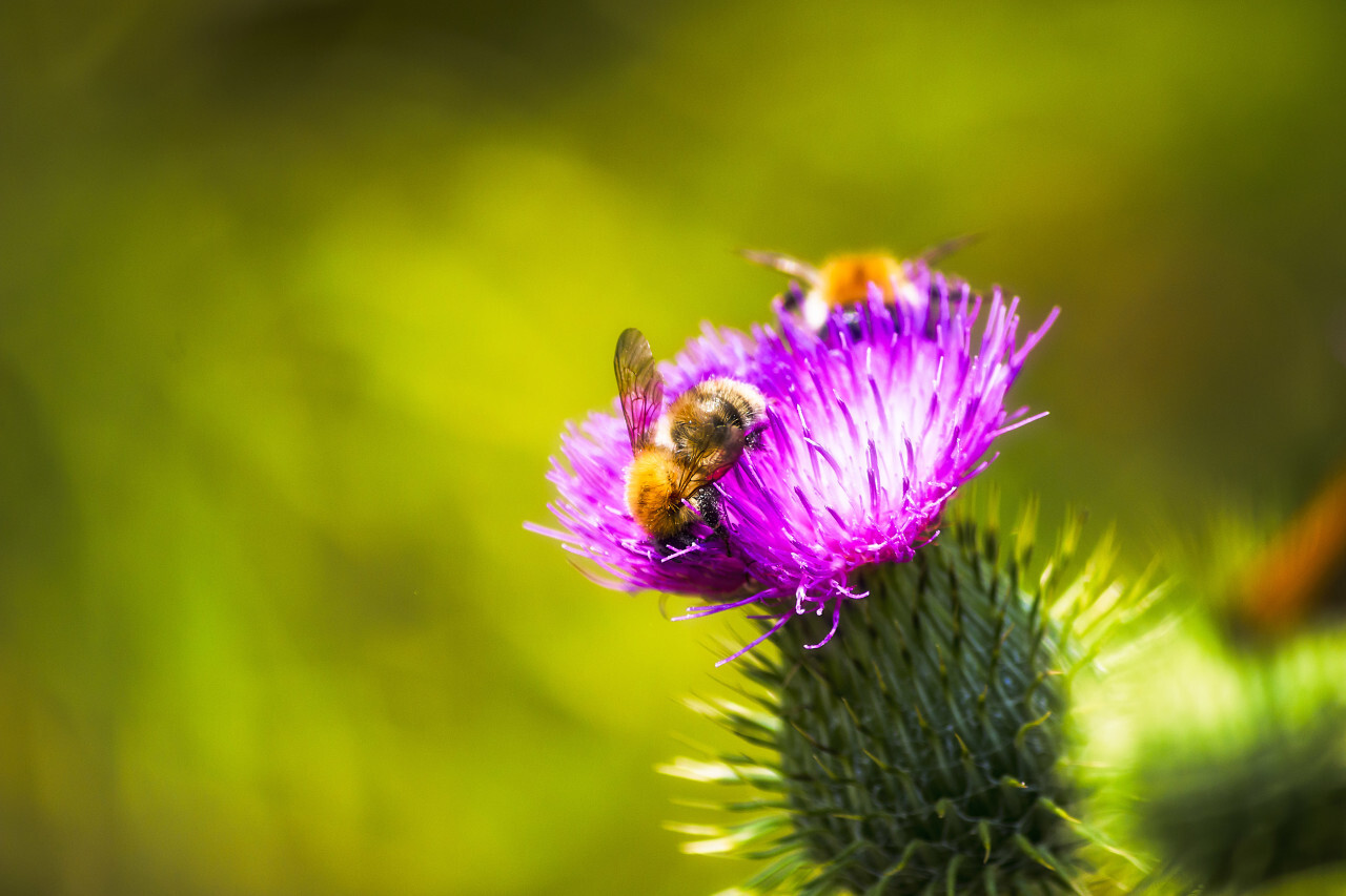 bees collect nectar on thistle flower