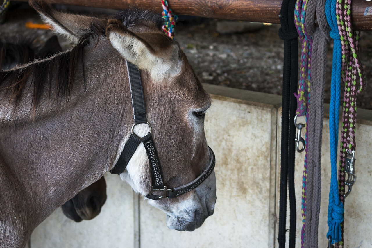 cute donkey tied down