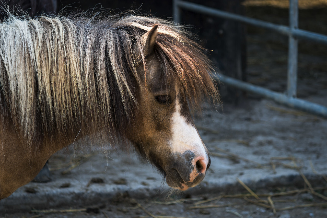 cute pony portrait