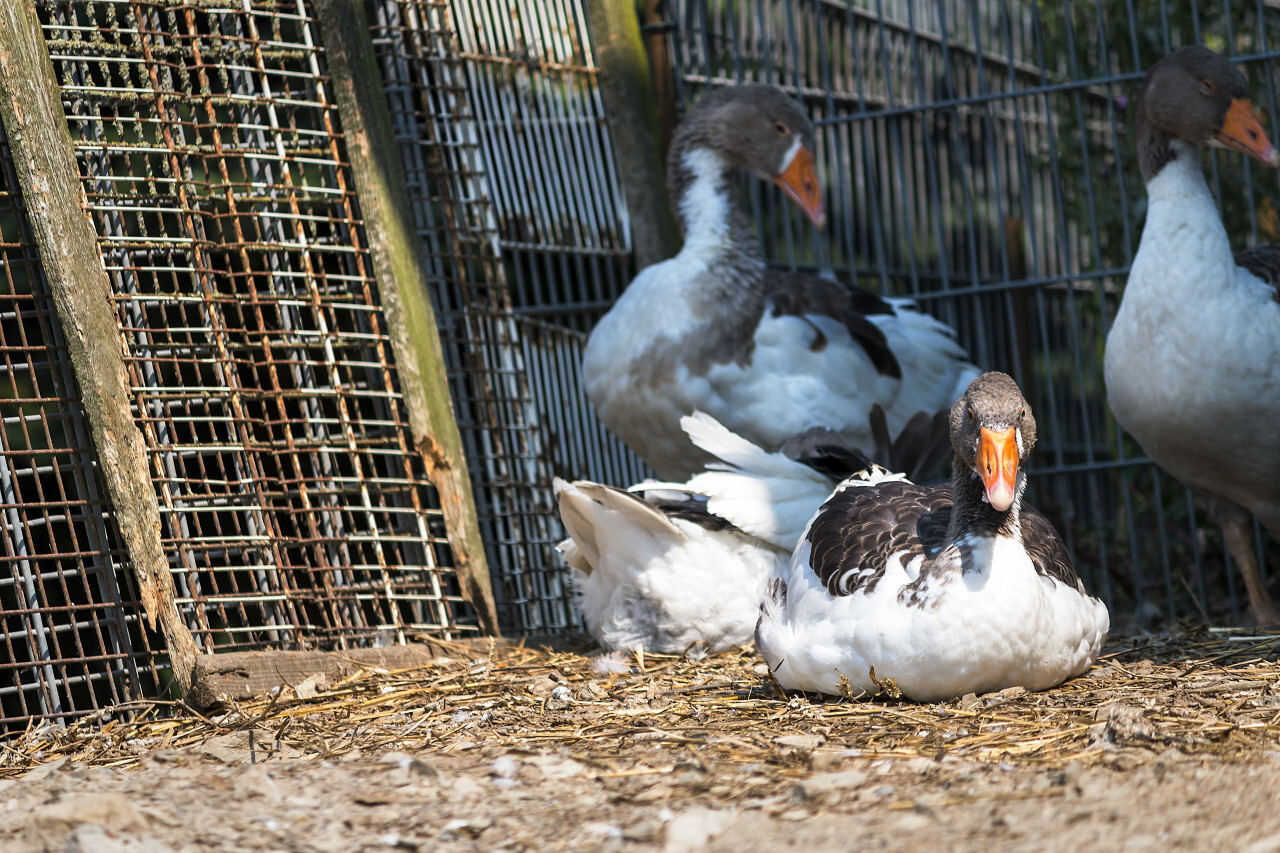 duck sits in sun