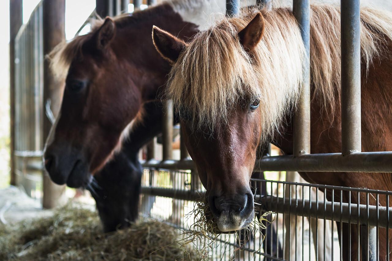 hay eating horses in the stable