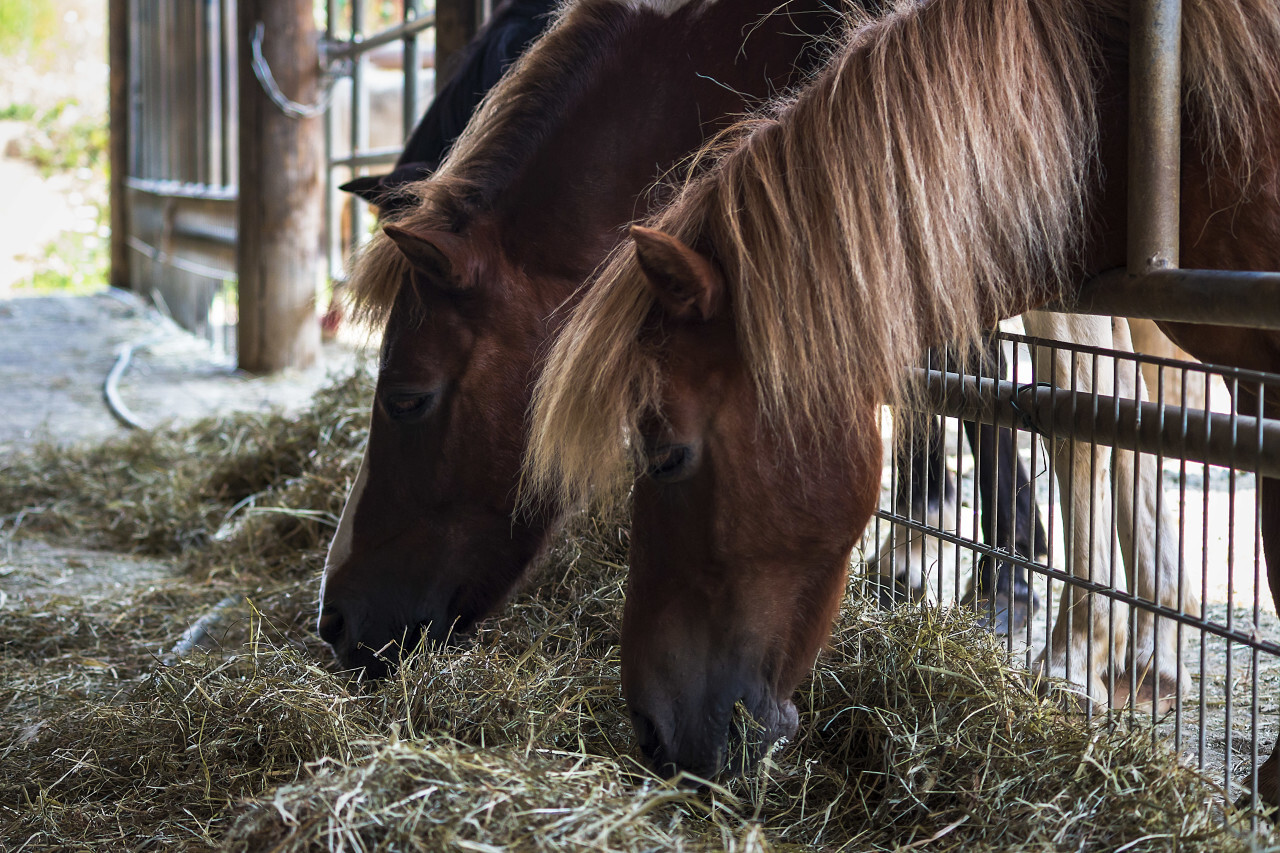 hay eating horses - two horses in stable