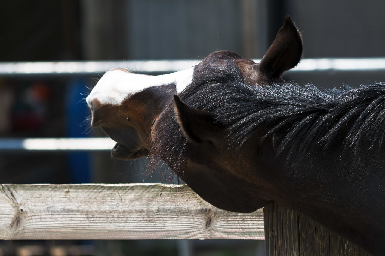 horse scratches itchy spot