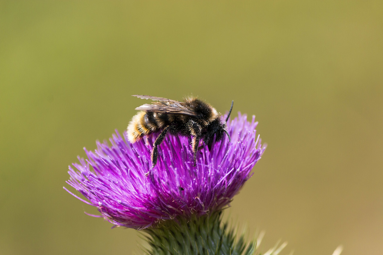 little bee on a thistle