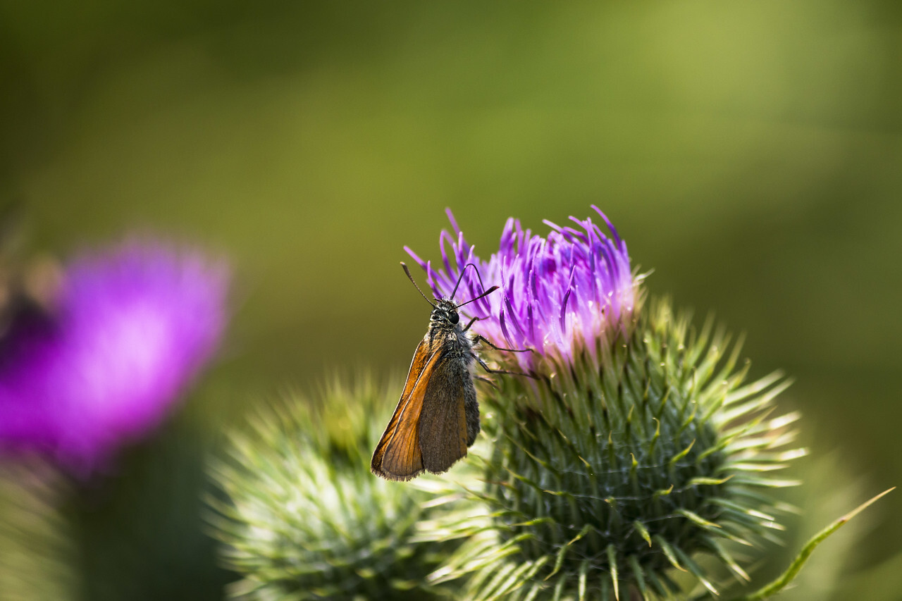 little butterfly on thistle