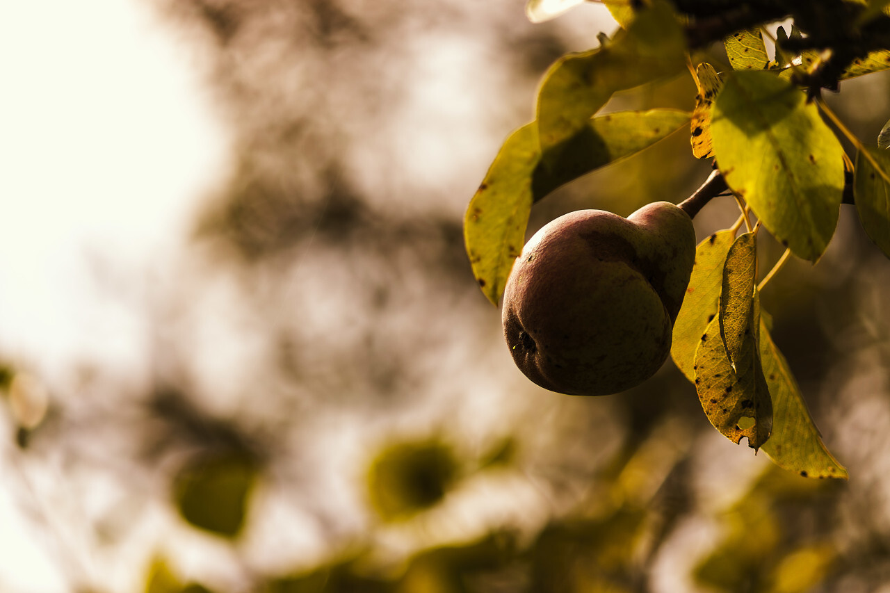 single pear on pear tree