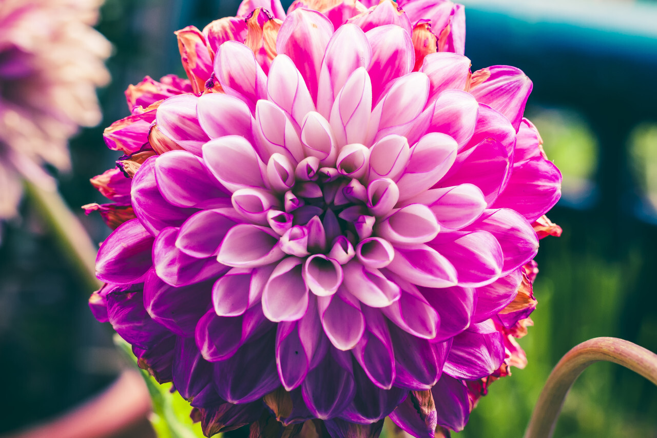 beautiful vibrant pink dhalia flower macro close-up