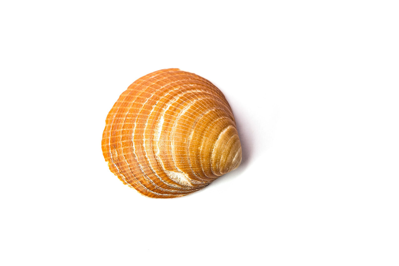 seashell isolated on a white background