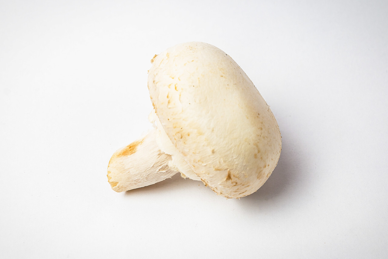 champignon white background