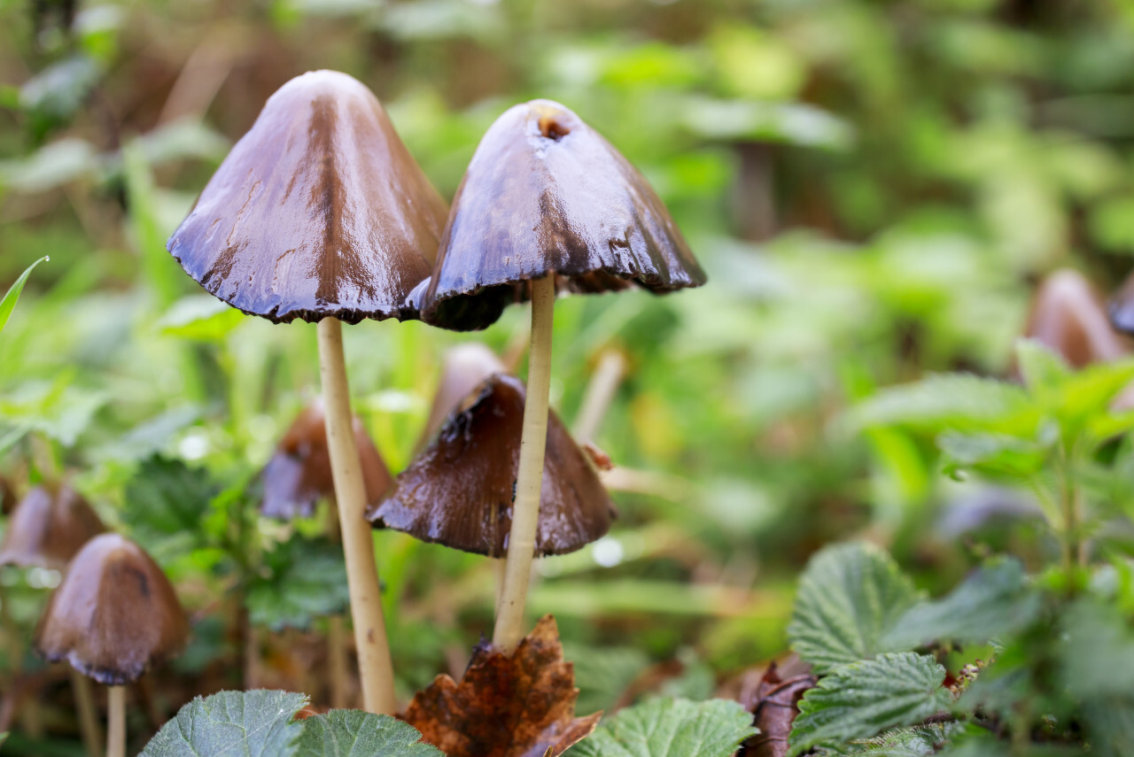 beautiful scene with group of inky cap mushroom also known as tippler's bane (coprinopsis atramentaria) - antialcohol mushroom