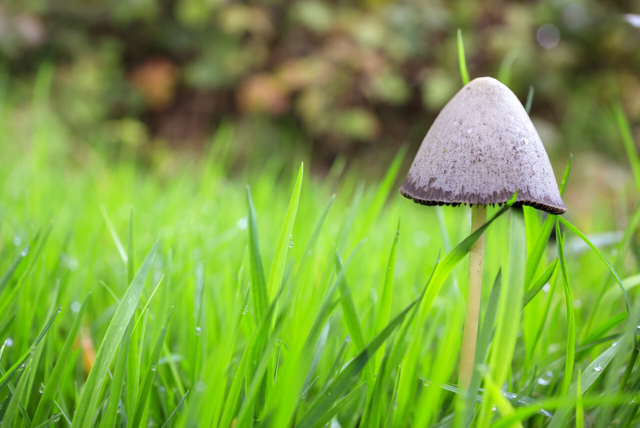 inky cap mushroom