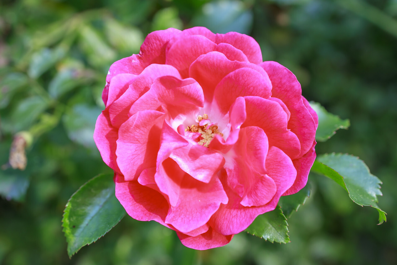 Pink Rose in the garden