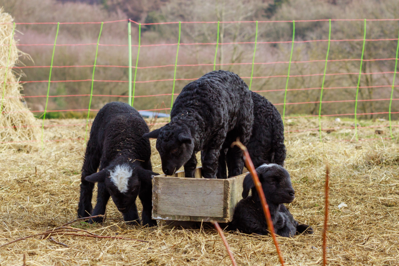 three black lambs are playing with each other