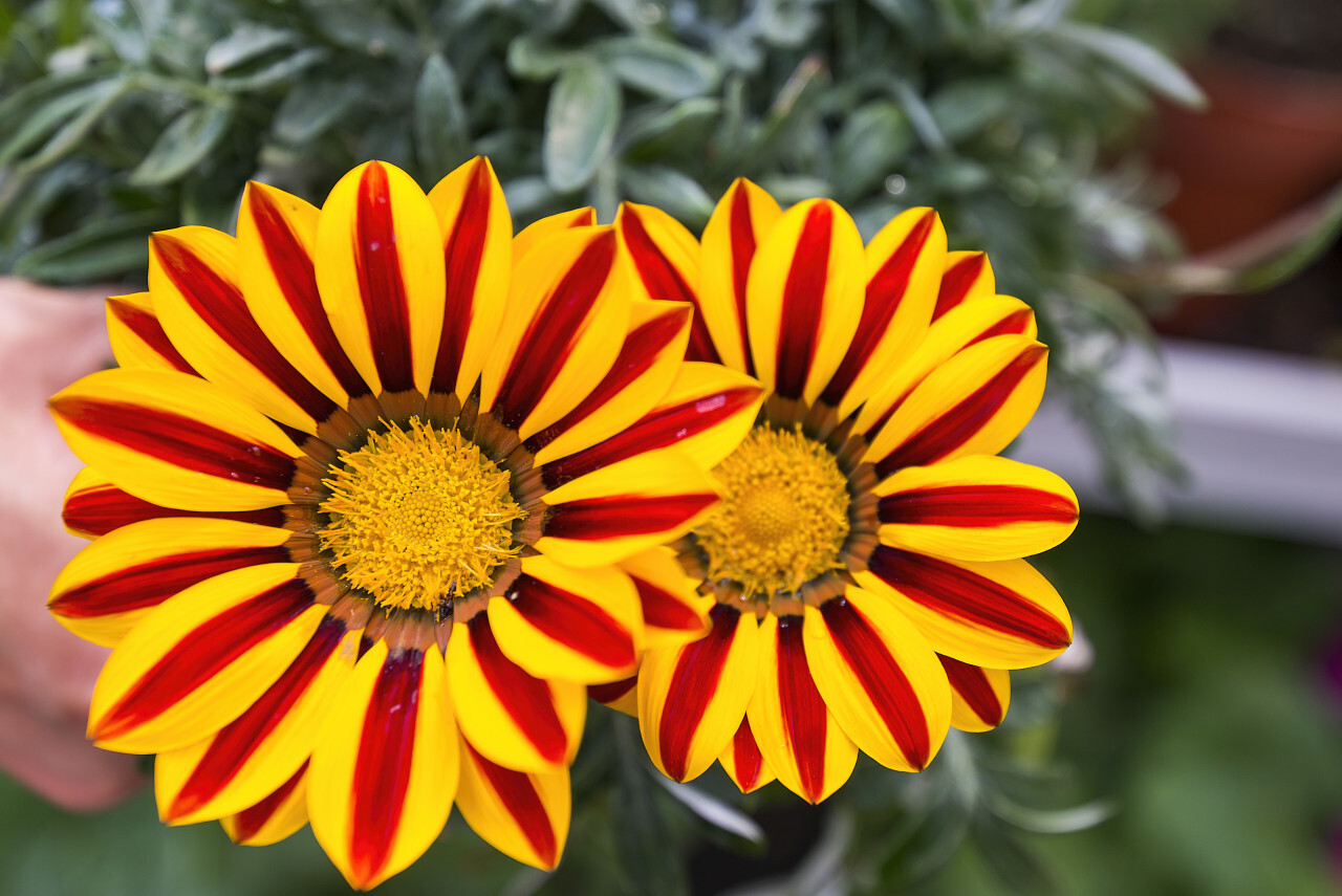 gazania flower or african daisy