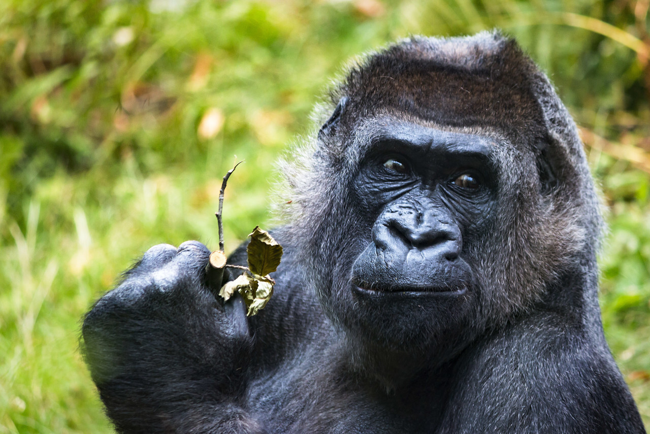 gorilla lady portrait