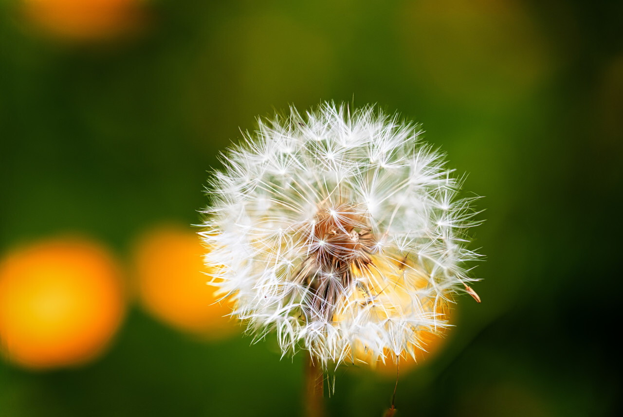 Dandelion seeds on green bokeh background