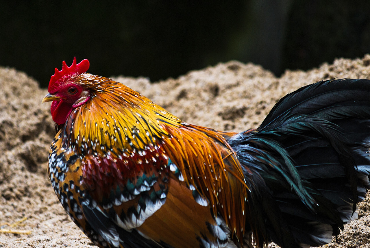 colorful rooster