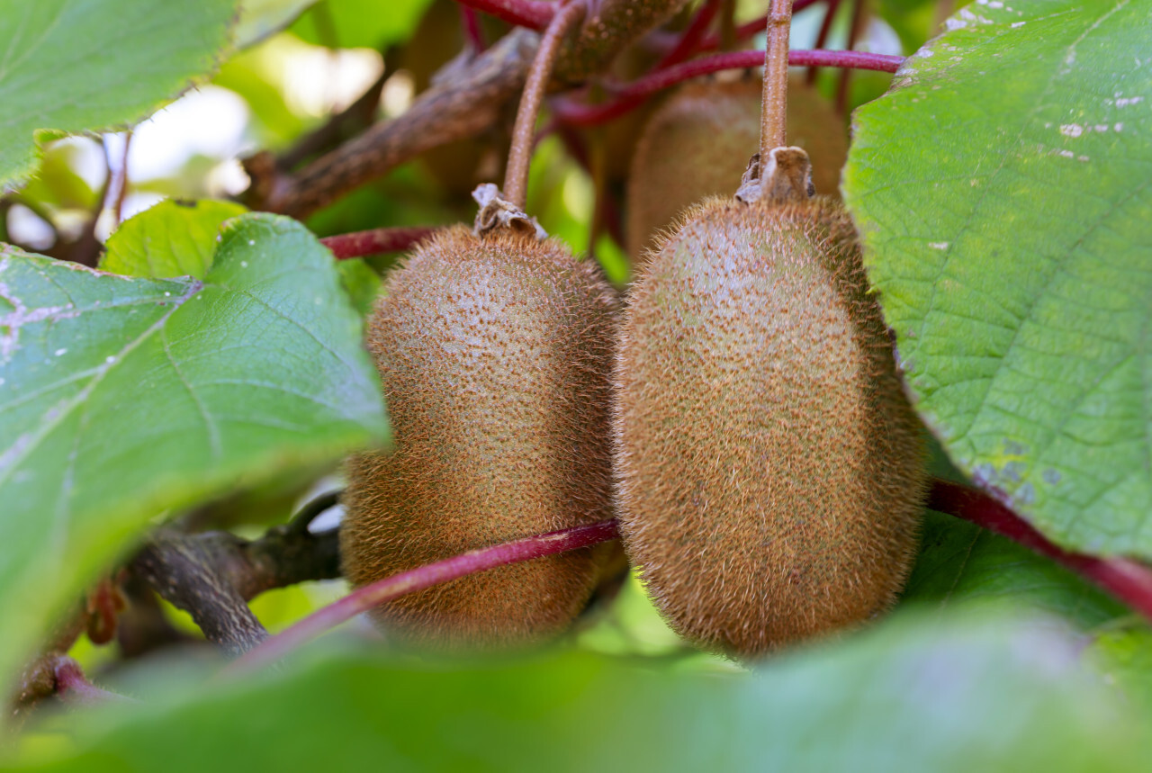 Kiwi fruit on the branch. Kiwi on a tree