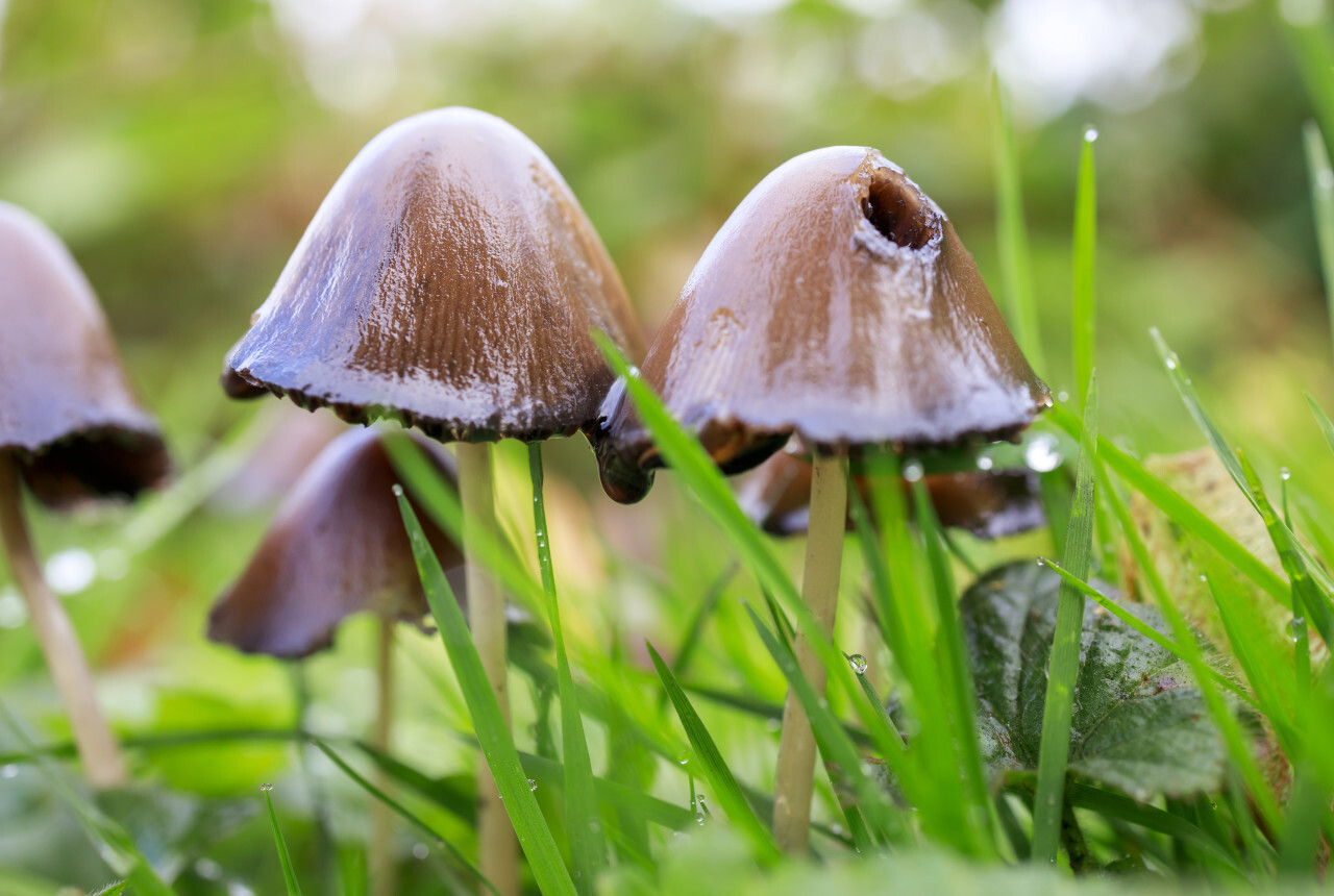beautiful scene with group of inky cap mushroom also known as tippler's bane (coprinopsis atramentaria) - antialcohol mushroom