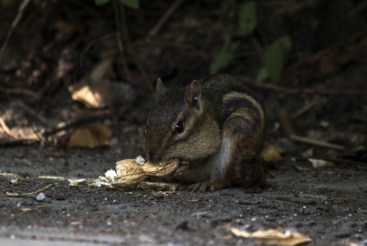 chipmunk eats peanut