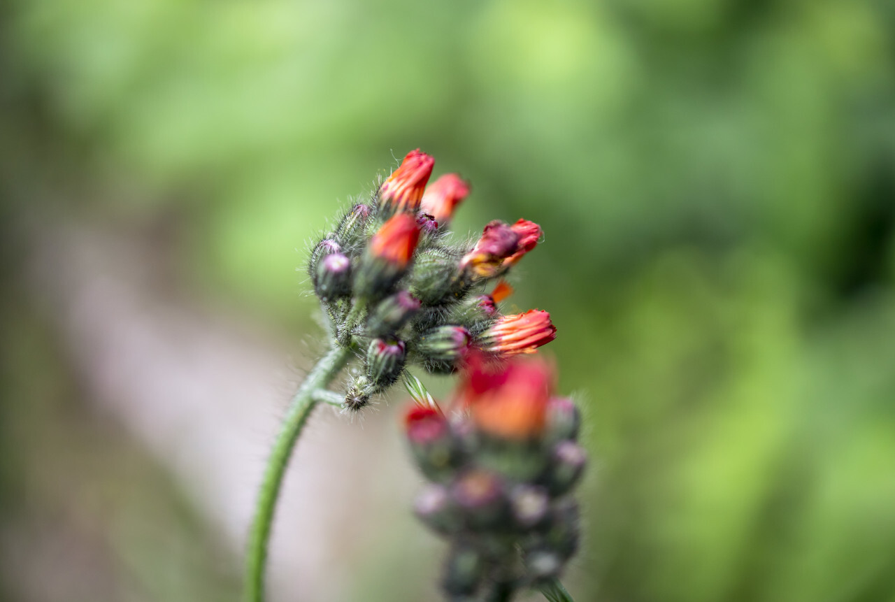Orange Hawkweed flower or Pilosella aurantiaca