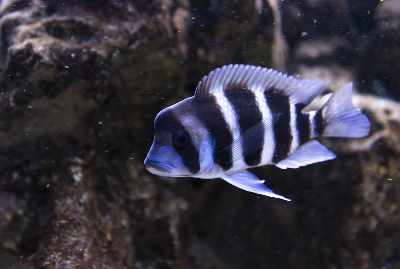 a black and white striped fish - tropical fish in an aquarium