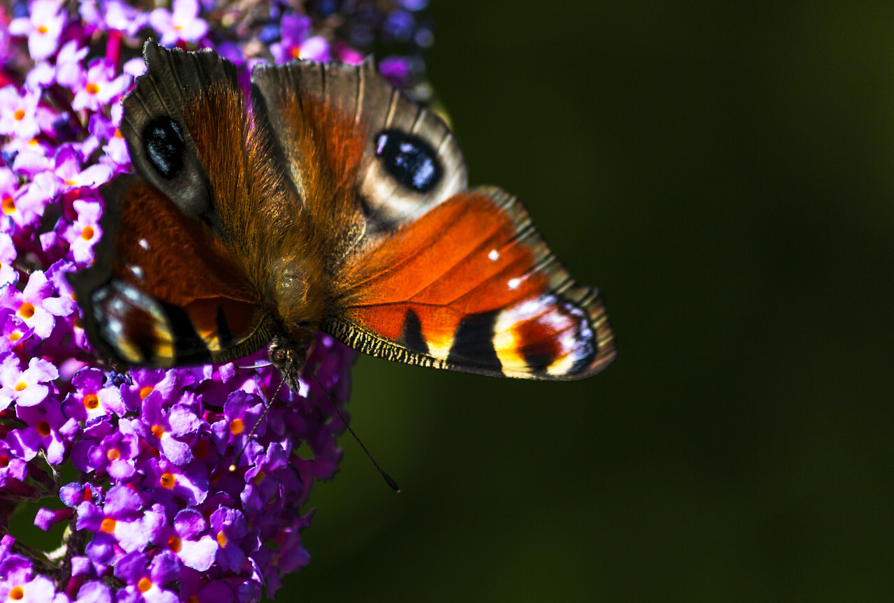 vanessa atalanta butterfly on lilac