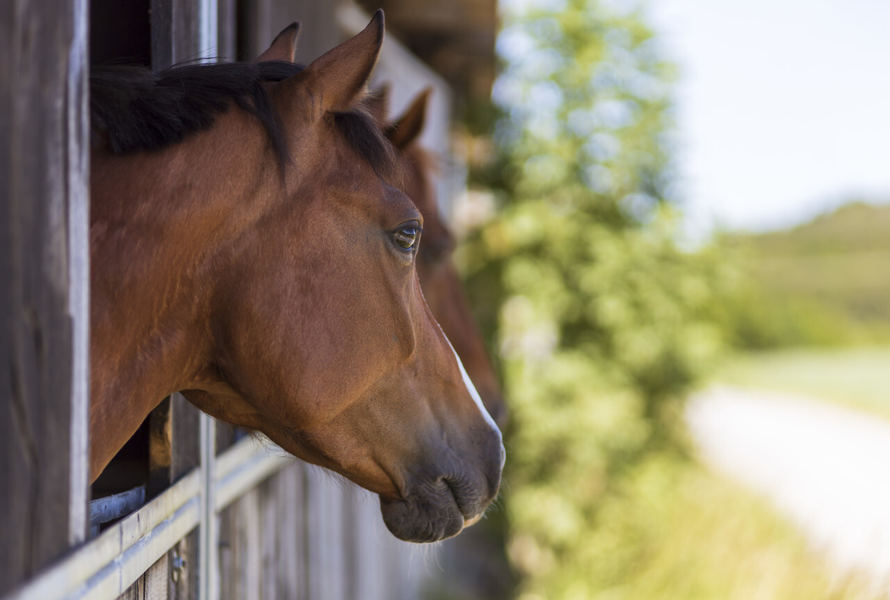 portrait of a brown horse in a stable