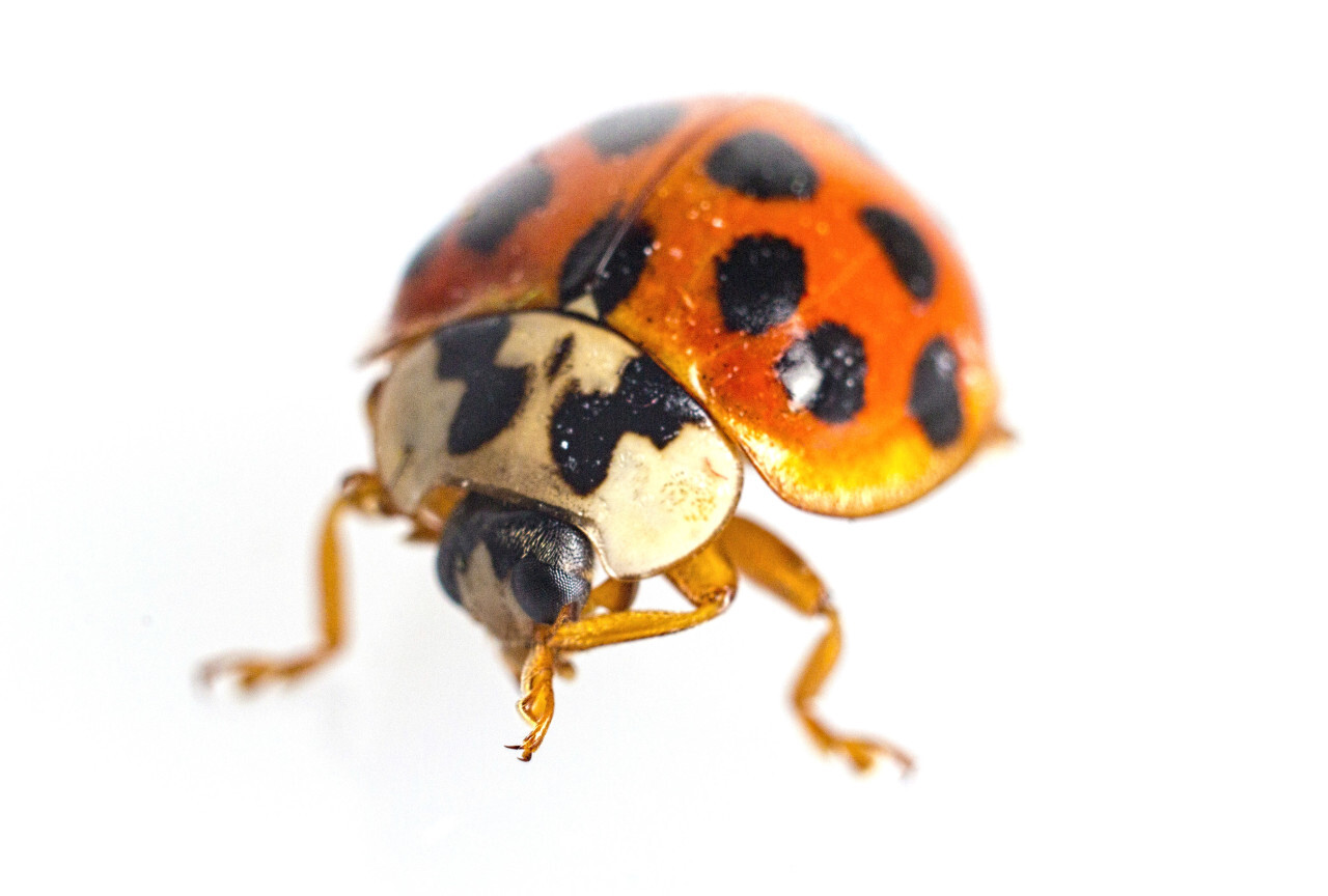 Ladybug isolated on white background