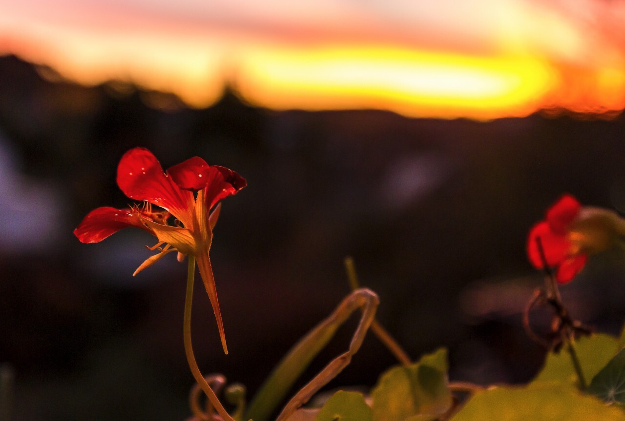 red flower sunset