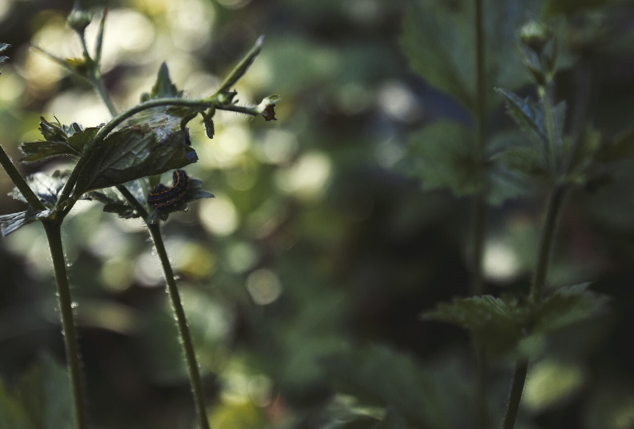 butterfly caterpillar